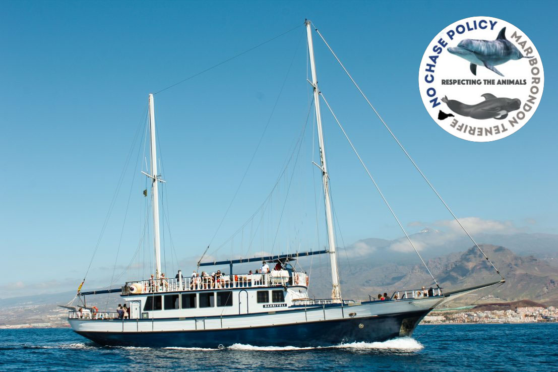 Avistamiento de Ballenas y Delfines en Tenerife : Una experiencia emocionante en Los Cristianos en el sur de Tenerife
