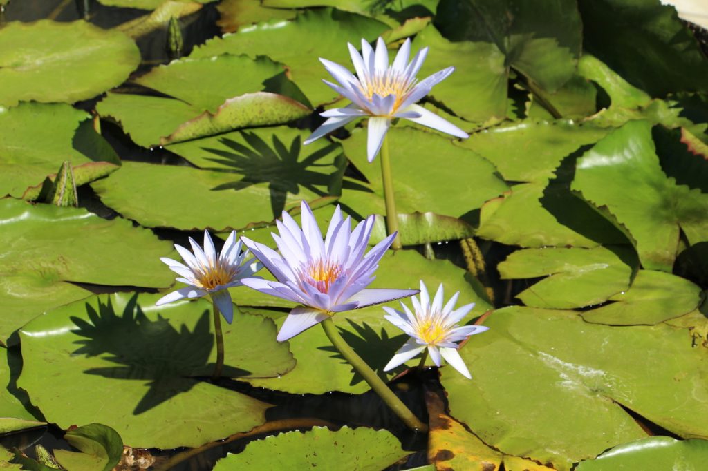 Jardin Botanique de Güímar