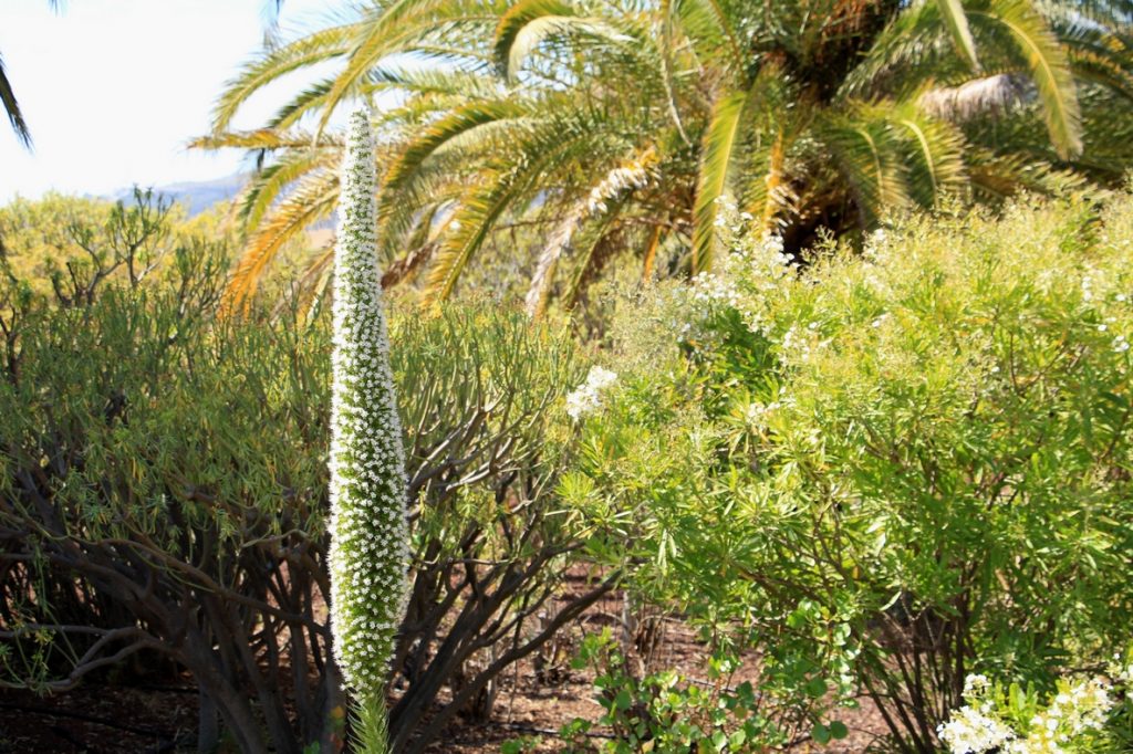 Jardin Botanique de Güímar