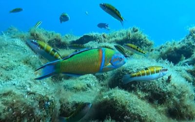 Plongée et snorkeling à Tenerife