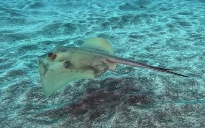 Plongée et snorkeling à Tenerife