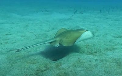 Plongée et snorkeling à Tenerife