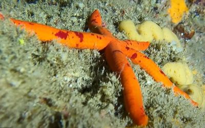 Plongée et snorkeling à Tenerife