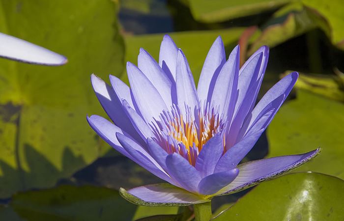 Jardin Botanique de Güímar