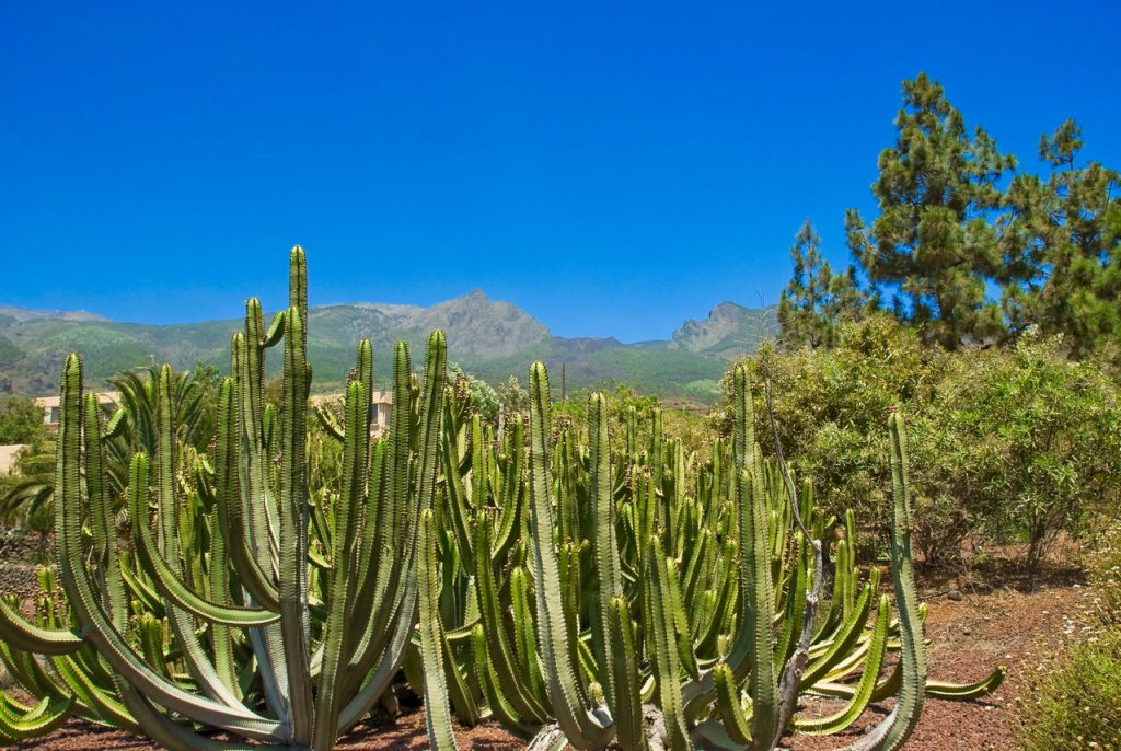 Jardin Botanique de Güímar