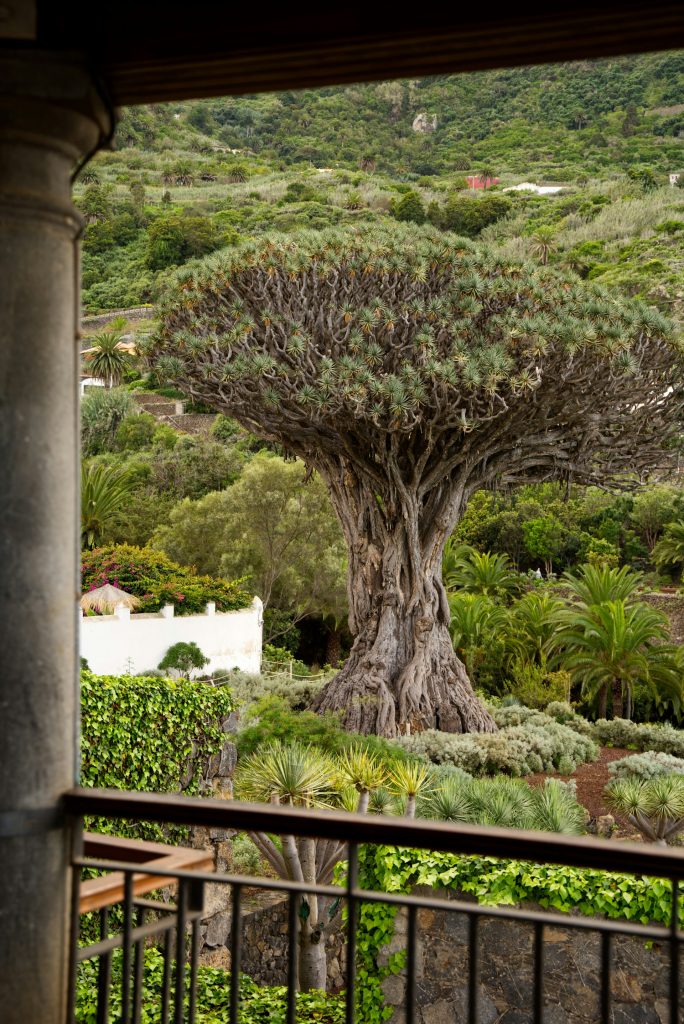 Tenerife Nord Icod de los Vinos, Arbre Drago
