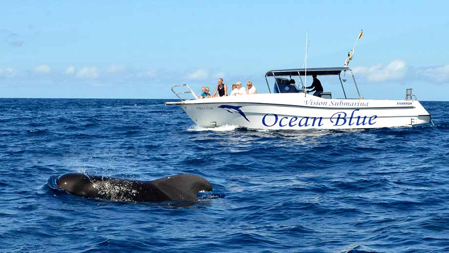 Avistamientos de ballenas en Tenerife
