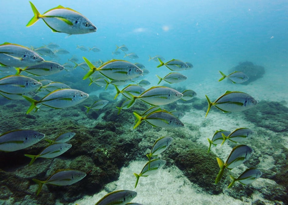 Plongée et Snorkeling