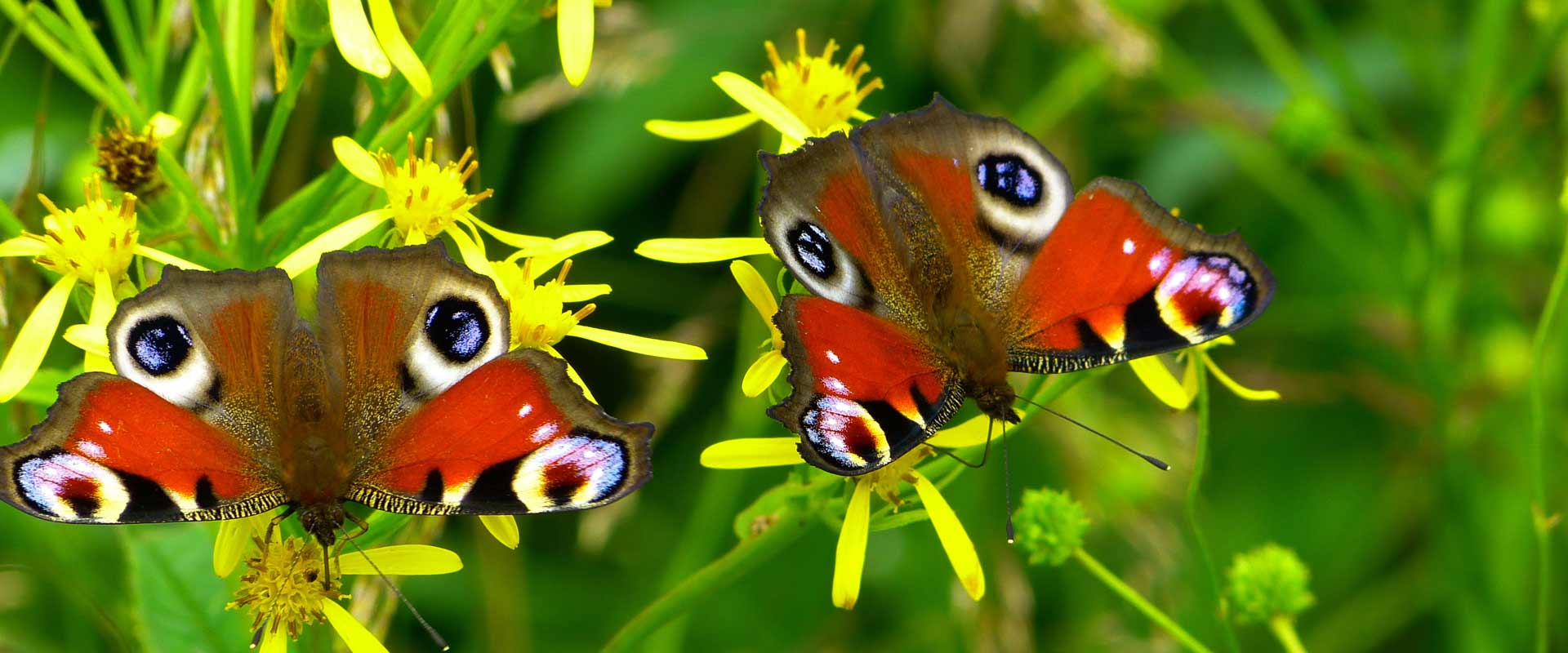Mariposario – Entre las mariposas