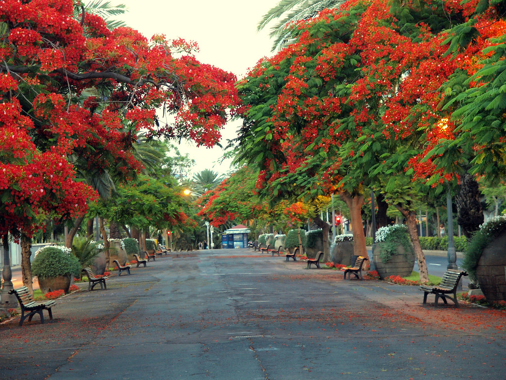 Tenerife, un'isola bellissima da scoprire